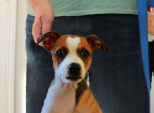 This image displays is used for Silverado Apartments pet screening page link button